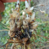 Figwort (Scrophularia nodosa), potted plant, organic - Image 2