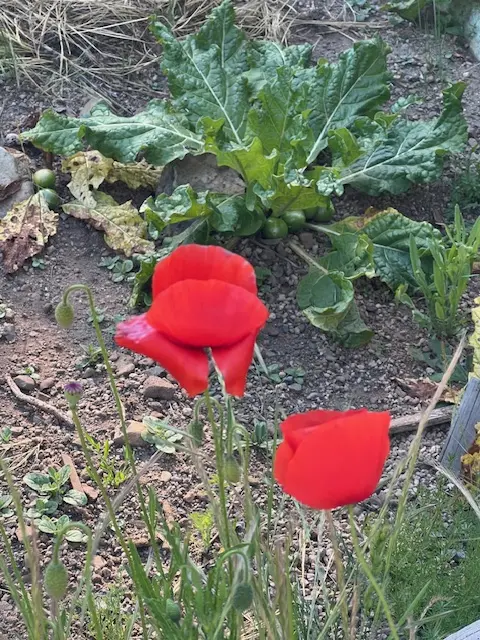 Poppy, Flanders (Papaver rhoeas) seeds, Organic