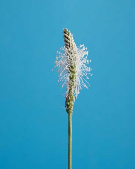 Flowering Plantago psyllium