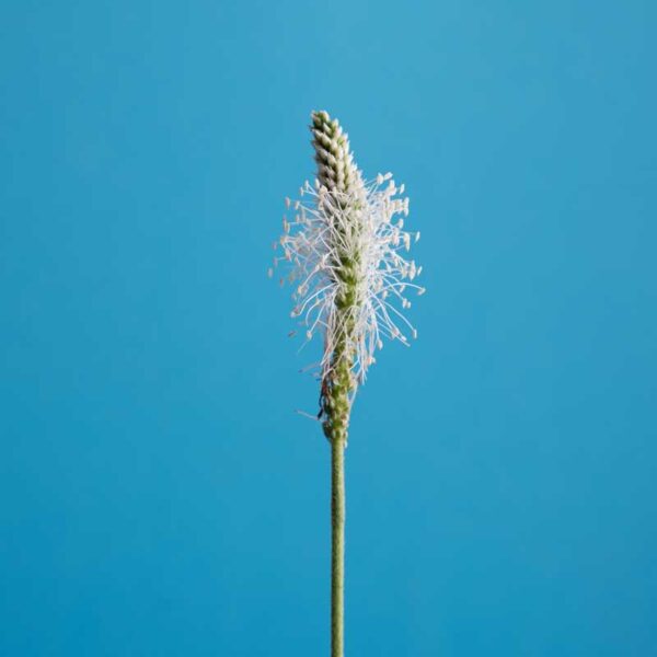 Flowering Plantago psyllium