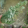 Yarrow, Official (Achillea millefolium) seeds, organic - Image 4