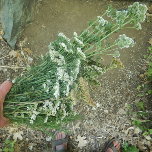 Yarrow, Official (Achillea millefolium) seeds, organic - Image 4