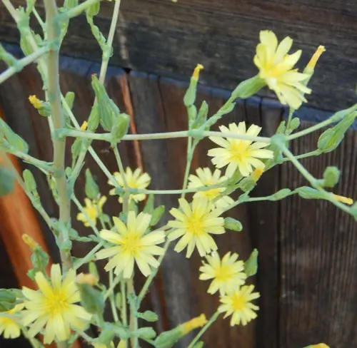 Lettuce, Wild (Wild Lettuce) (Lactuca virosa) seeds, organic - Image 3