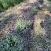 Lavender, French (Lavandula stoechas), packet of 50 seeds, organic - Image 3