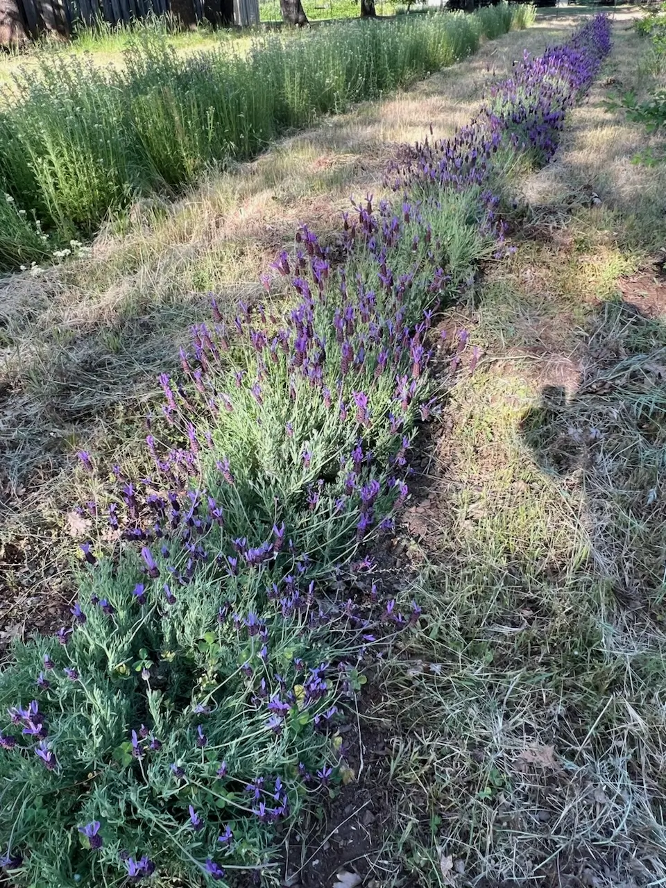 Lavender, French (Lavandula stoechas) seeds, organic - Image 3