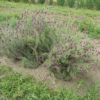 Lavender, French (Lavandula stoechas), potted plant, organic - Image 2