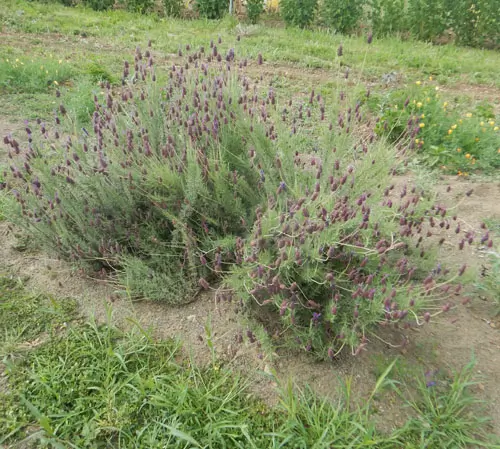 Lavender, French (Lavandula stoechas), potted plant, organic - Image 2