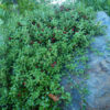 Uva Ursi (Arctostaphylos uva-ursi), packet of 20 seeds