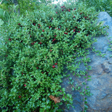 Uva Ursi (Arctostaphylos uva-ursi), packet of 20 seeds