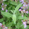 Sage, Garden (Salvia officinalis) seeds, organic - Image 4