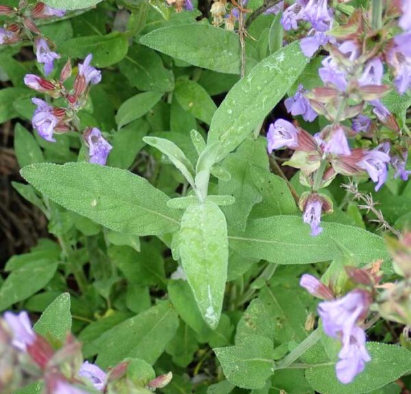 Sage, Garden (Salvia officinalis) seeds, organic - Image 4