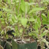 Sage, Garden (Salvia officinalis) potted plant, organic