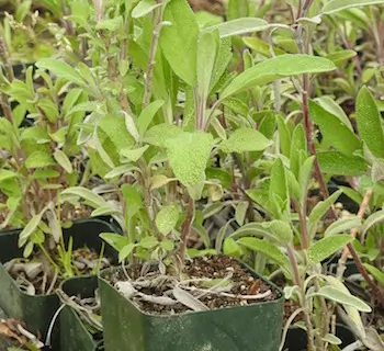 Sage, Garden (Salvia officinalis) seeds, organic - Image 2