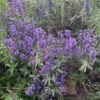 Sage, Garden (Salvia officinalis) seeds, organic