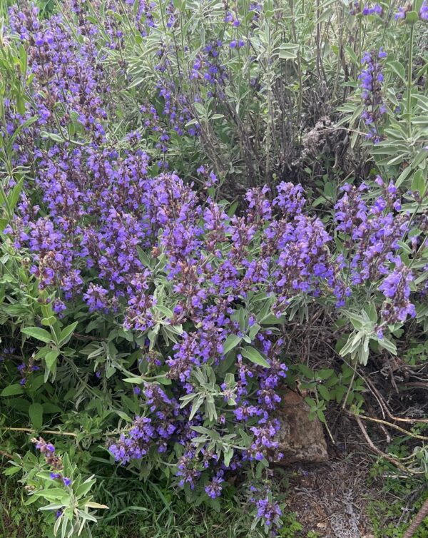 Sage, Garden (Salvia officinalis) seeds, organic
