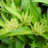 Gentian, Tibetan (Gentiana tibetica), packet of 30 seeds, organic - Image 2