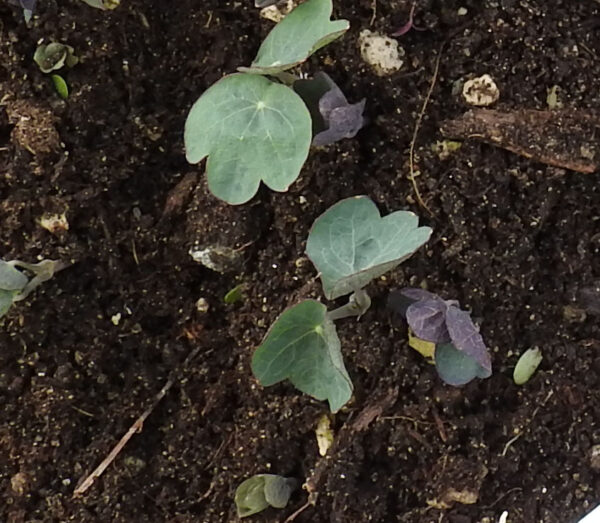 Nasturtium, Empress of India (Tropaeolum nanum), packet of 15 seeds - Image 2