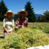 Chamomile, German (Matricaria recutita) seeds, organic - Image 2