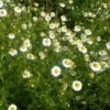 Chamomile, German (Matricaria recutita) seeds, organic