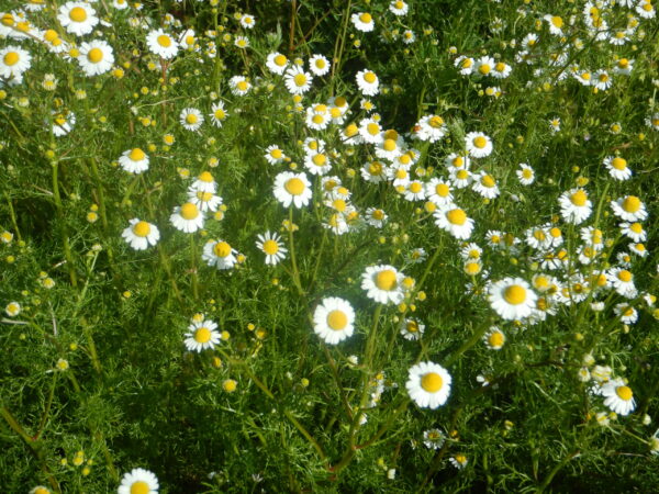 Chamomile, German (Matricaria recutita) seeds, organic