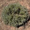 Thyme, German Winter (Thymus vulgaris), packet of 100 seeds, organic