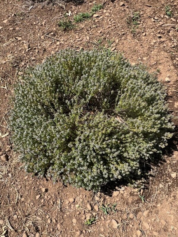 Thyme, German Winter (Thymus vulgaris), packet of 100 seeds, organic