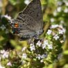 Thyme, German Winter (Thymus vulgaris), packet of 100 seeds, organic - Image 3