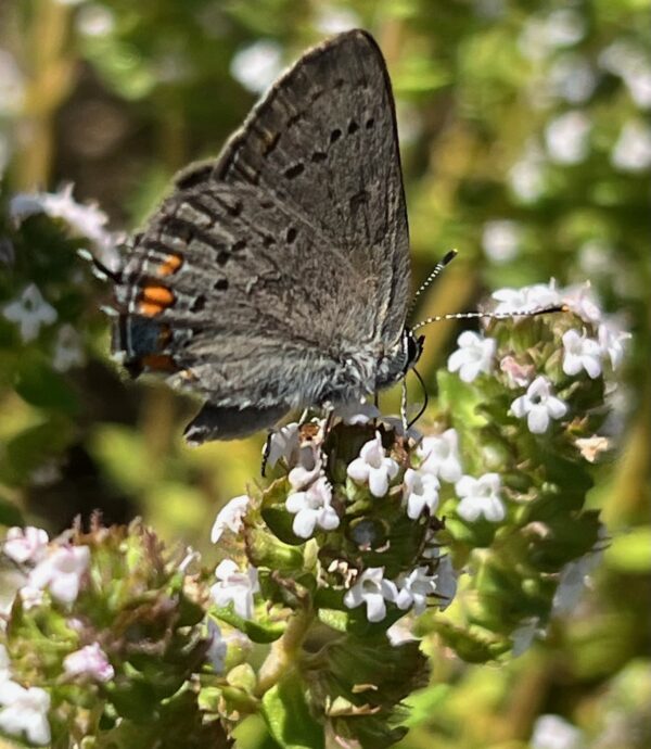Thyme, German Winter (Thymus vulgaris), packet of 100 seeds, organic - Image 3
