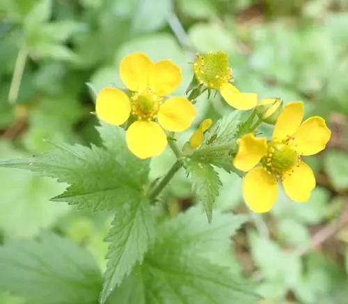 Avens (Geum urbanum), packet of 50 seeds, organic