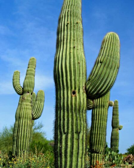 Giant Saguaro Cactus