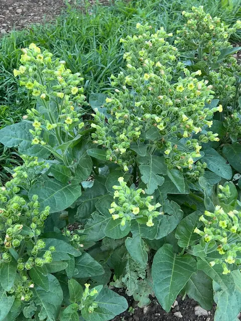 Tobacco, Hopi (Nicotiana rustica) seeds, organic - Image 8
