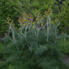 Giant Anise Fennel (Ferula communis) seeds, organic