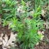 Bowman's Root (Gillenia stipulata) potted plant, organic