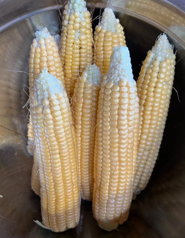 Corn, Golden Bantam (Zea mays) seeds, organic - Image 6