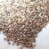 Chia, Golden (Salvia columbariae), packet of 50 seeds - Image 6