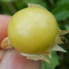 Groundcherry (Physalis peruviana), packet of 30 seeds, organic - Image 3