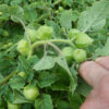 Groundcherry (Physalis peruviana), packet of 30 seeds, organic