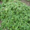 Groundcherry (Physalis peruviana), packet of 30 seeds, organic - Image 4