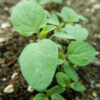Groundcherry (Physalis peruviana), packet of 30 seeds, organic - Image 2