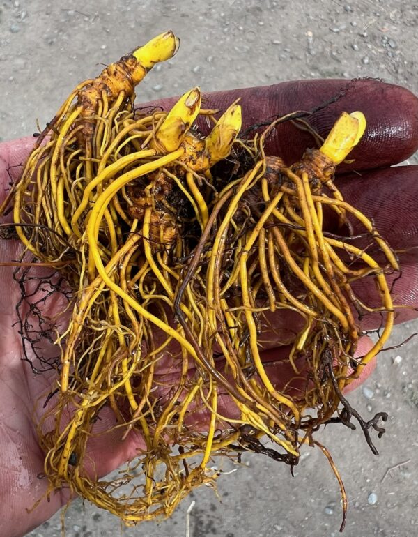 Goldenseal Live Root (Hydrastis canadensis), organic