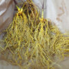 Goldenseal (Hydrastis canadensis) packet of 20 seeds, Organic (available in the USA only) - Image 3