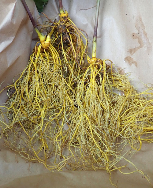 FRESH Goldenseal Root Wild Hydrastis Canadensis Rhizomes YellowRoot 1lb 