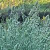 Catnip, Official (Nepeta cataria) seeds, organic - Image 5