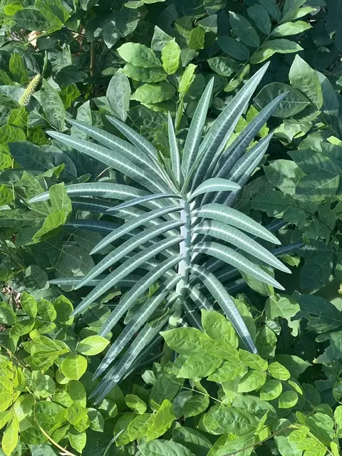 Gopher Spurge (Euphorbia lathyris) seeds, Organic