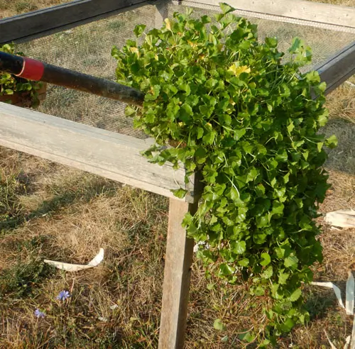 Gotu Kola (Centella asiatica) potted plant, organic - Image 2