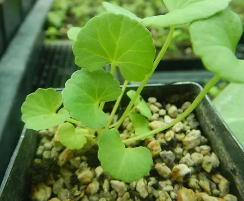 Gotu Kola (Centella asiatica), packet of 30 seeds, Organic - Image 3