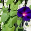 Morning Glory, Grandpa Ott's (Ipomoea purpurea), packet of 20 seeds