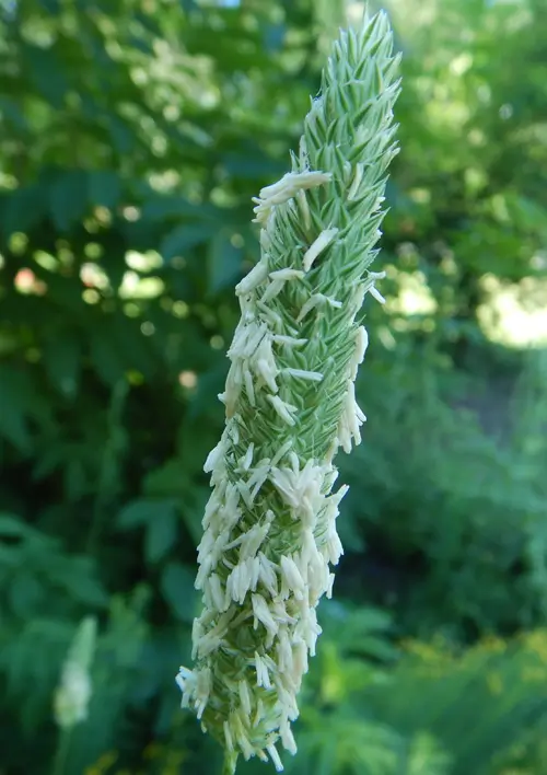 Grass, Phalaris (Phalaris aquatica) seeds, organic - Image 2