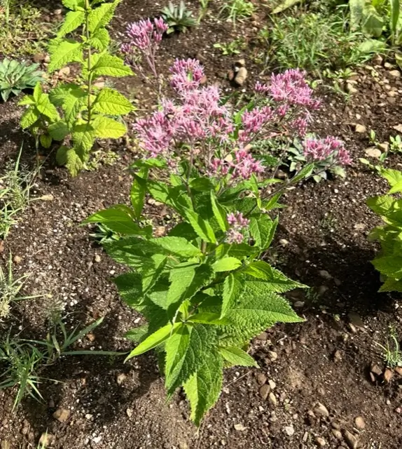 Gravel Root (Eutrochium purpureum), packet of 50 seeds