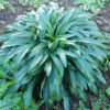 Foxglove, Grecian (Digitalis lanata), packet of 100 seeds, organic - Image 3